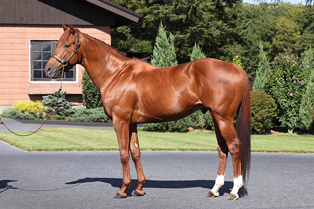 MIND YOUR BISCUITS, 2022 First Crop Leading Sire in Japan, Standing at Shadai Stallion Station.